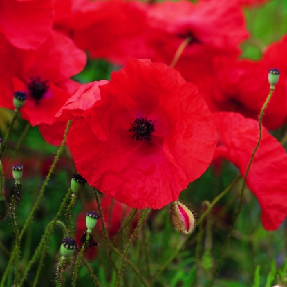 Picture of Papaver Rhoeas - Field Poppy